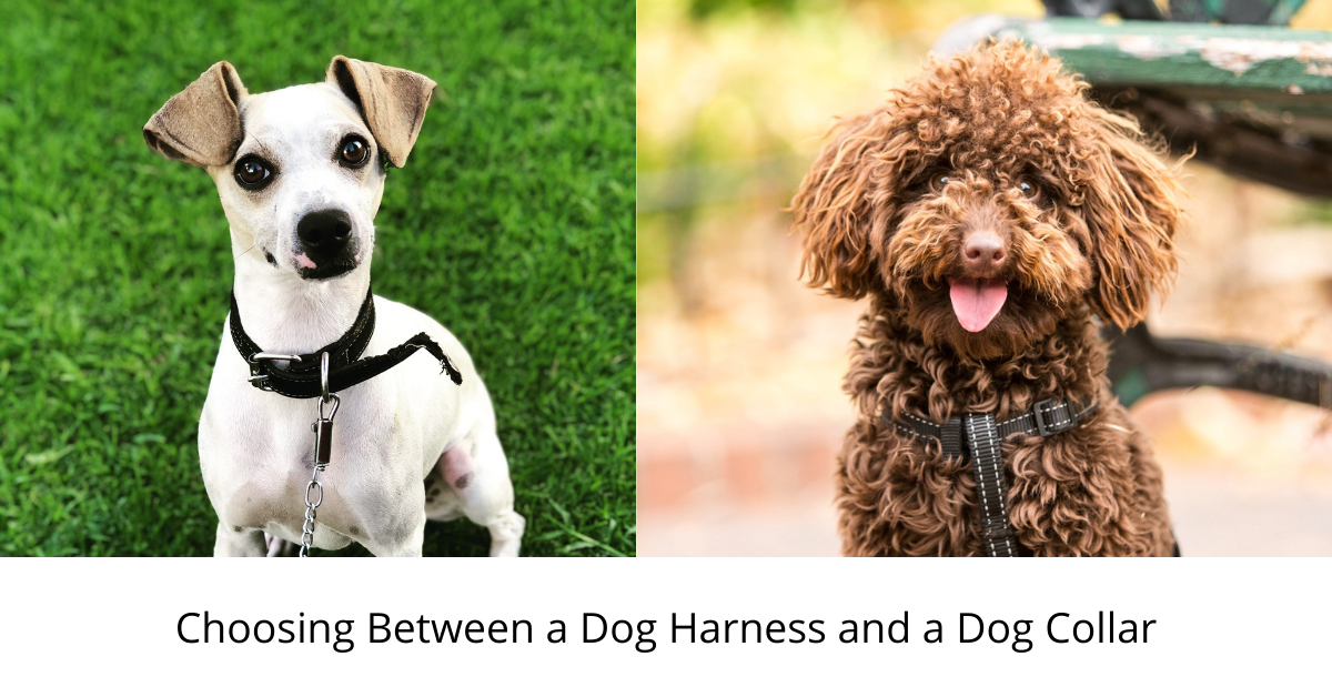 Dog Harness Vs Dog Collar